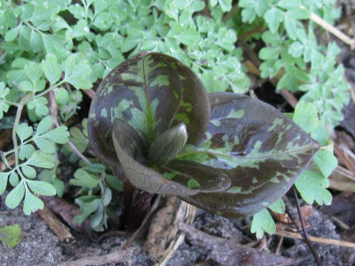 Trillium_800x600.jpg