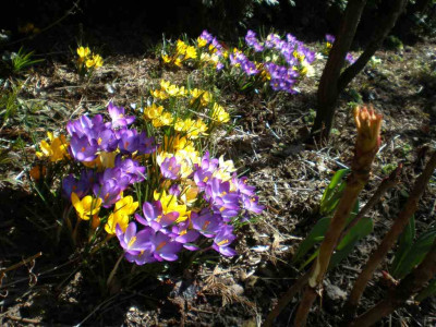 Crocusnest_2011ea.jpg