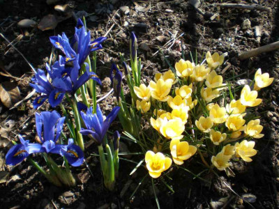 Crocus_Iris_2011ea.jpg