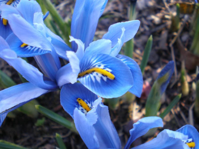 Iris_hellblau_2011ea.jpg
