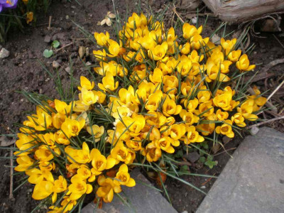 Crocus_gelb_2011ea.jpg