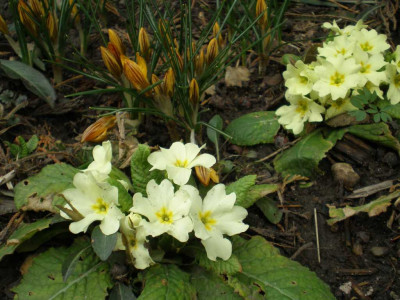 Crocus_Primeln_2011ea.jpg