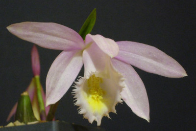 Pleione_Ueli_Wackernagel_Pearl_B_900x900_80KB.jpg