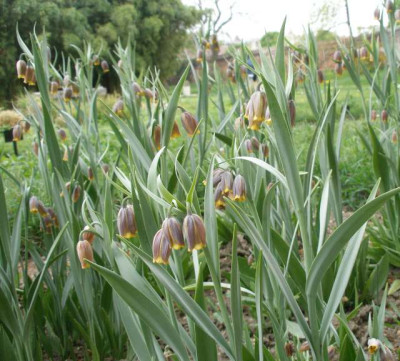 HBV_-_fritillaria_uva-vulpis.jpg