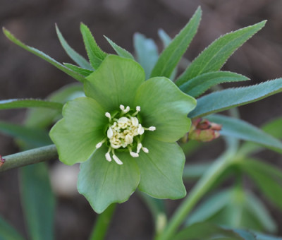 Helleborum_dumetorum_0011__0827.jpg