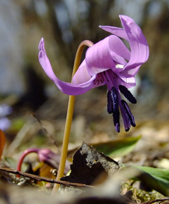 DSCF1243_eErythronium_japonicum.JPG