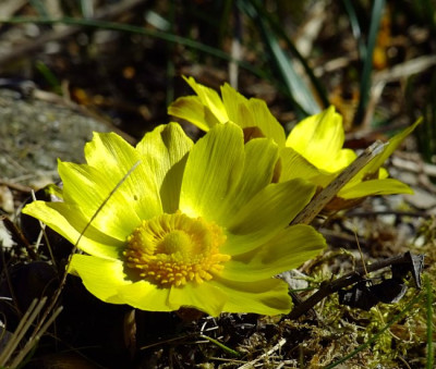 DSCF1241_eAdonis_vernalis.JPG