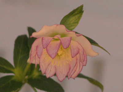 Ashwood_006-kl.jpg