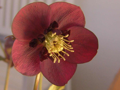 Ashwood_011-kl.jpg