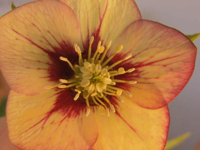 Ashwood_012.-kl.jpg
