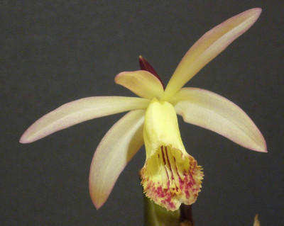 Pleione_Burrator_B_1200x1200_80KB.jpg