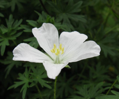Geranium_sanguineum_Album_640x480.jpg