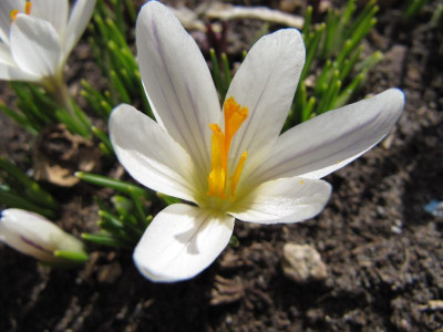 Crocus_versicolor_110323_k.jpg