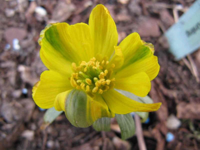 Eranthis_Grunling_110323_k.jpg