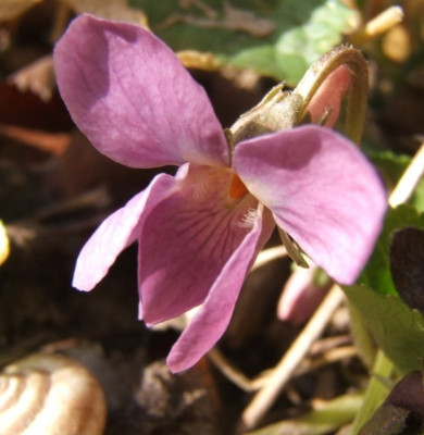 Viola_odorata_helllila_23-3-11.JPG