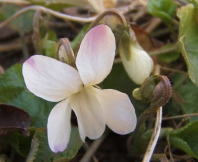 Viola_odorata_wei_23-3-11.JPG