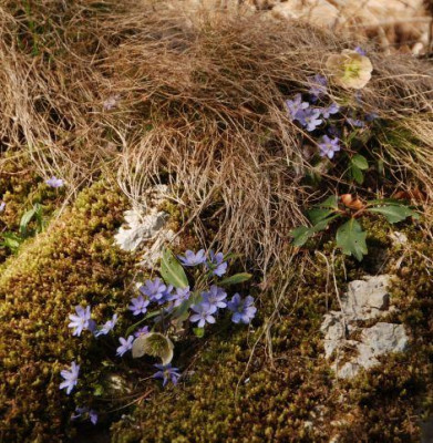 hep_nob_helleborus_niger.jpg