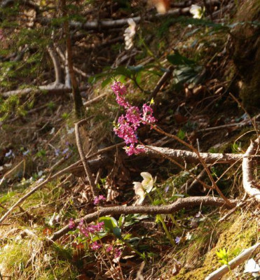 hep_nob_helleborus_niger_daphne.jpg