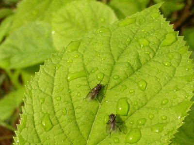 Sonnenbad_nach_Regen.jpg