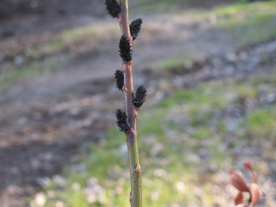 Salix_melanom_ue.jpg