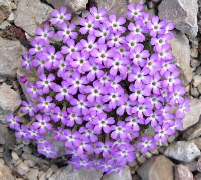 comp_Dionysia_bryoides_24.03.11.jpg