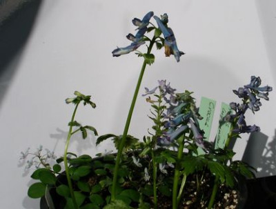 Corydalis-china-ax.jpg