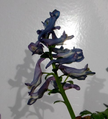 corydalis-3a-ax.jpg
