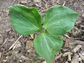 GARTEN_076.jpg