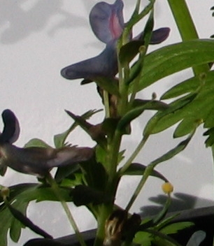 Samenansatz-corydalis.jpg
