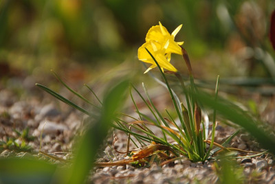 narcis_bulb_11.jpg
