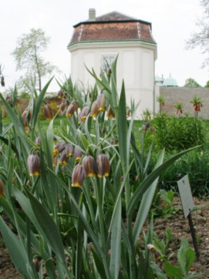 HBV_frit._uva-vulpis_2.jpg