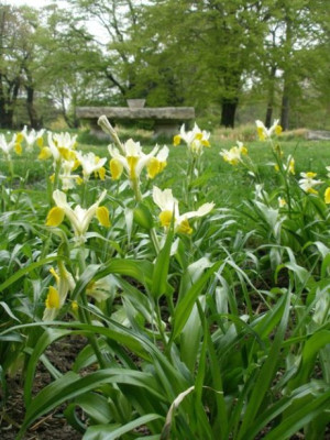 HBV_iris_bucharica.jpg