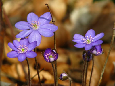 hepatica_wald1.jpg