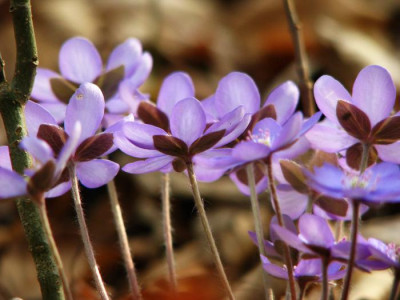 hepatica_ruckseite.jpg