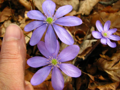 hepatica_daumen.jpg