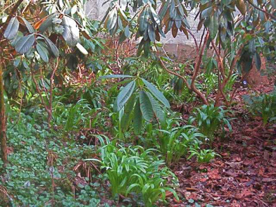 Galanthus_woronowii_1__IMG_8432.JPG