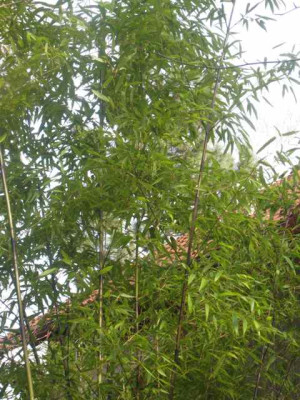 Phyllostachys_Nigra__IMG_8434.JPG