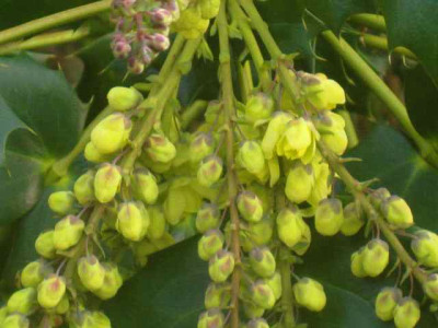 Mahonia_Wintersun__IMG_8430.JPG