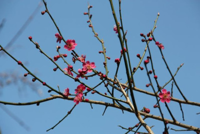 prunus_mume.jpg