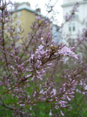 HBV_syringa_laciniata.jpg