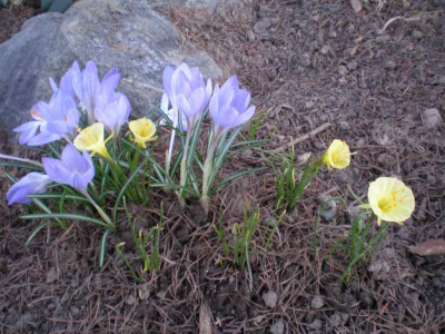 Narcissus_romieuxii_Lady_Jane_2011.jpg