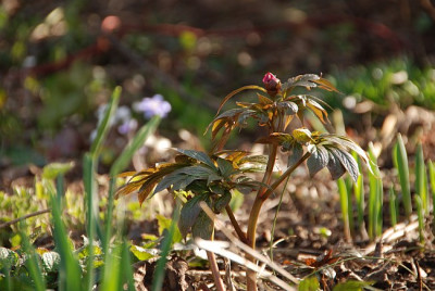 paeonia_mairei_2011.jpg