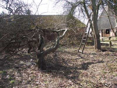 Obstbaum_20110324.jpg