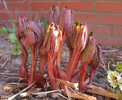 Paeonia_daurica_640x480.jpg