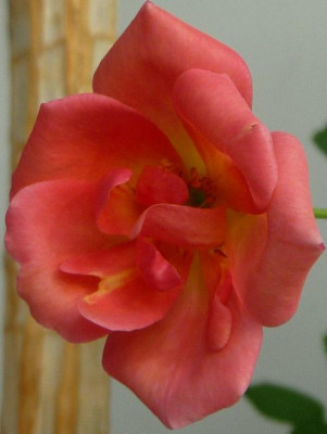 BFxAsch2_04.JPG