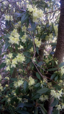 Kopie_von_26032011036R.lutescens_C.5092.jpg