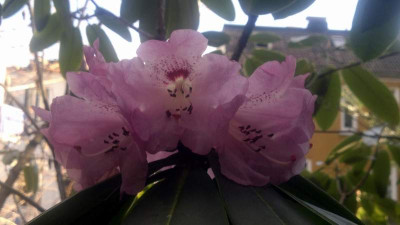 Kopie_von_26032011039R.sutchuenense_Giraldii.jpg
