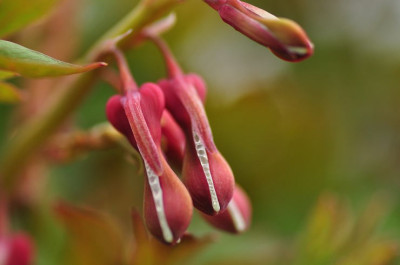 Dicentra_uralt.JPG