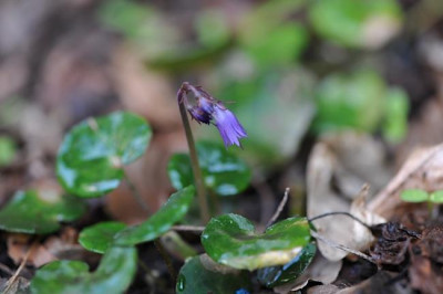 Soldanella.jpg