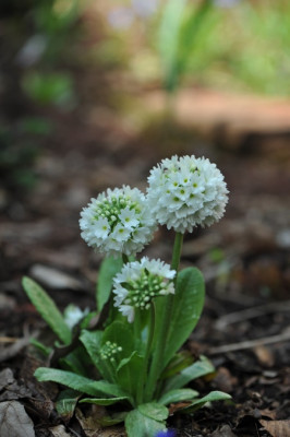 Primula_denticulata.jpg